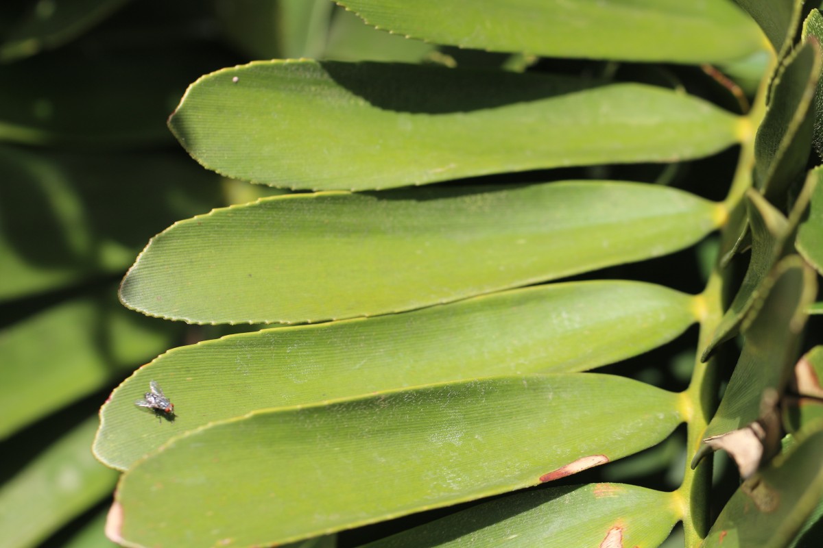 Zamia furfuracea L.f. ex Aiton